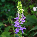 Lobelia siphilitica